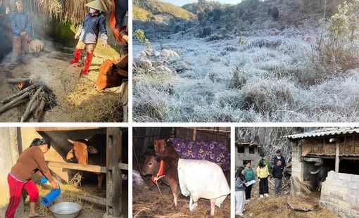 Chủ động phòng rét hại, bảo vệ sinh kế vùng cao