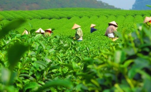 Phú Đình phát triển nông nghiệp bền vững gắn với xây dựng nông thôn mới nâng cao