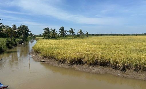 Hướng đi chiến lược của ngành lúa gạo năm 2026