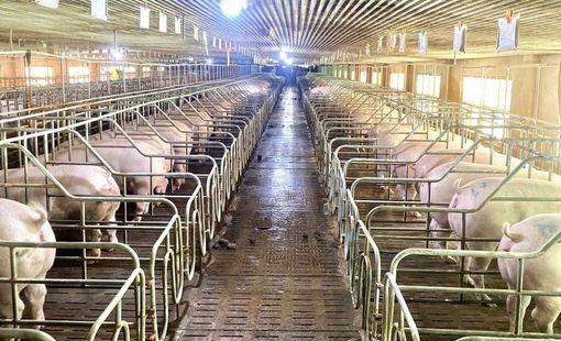 Chăn nuôi hiện đại: Động lực mới cho tăng trưởng và xuất khẩu