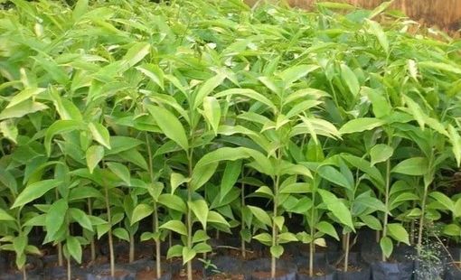 Cây mang theo bầu đất nhập khẩu vào Việt Nam bắt buộc phải có giấy phép kiểm dịch