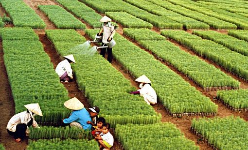 Ngành Nông nghiệp và Môi trường đặt mục tiêu xuất khẩu gần 74 tỷ USD năm 2026