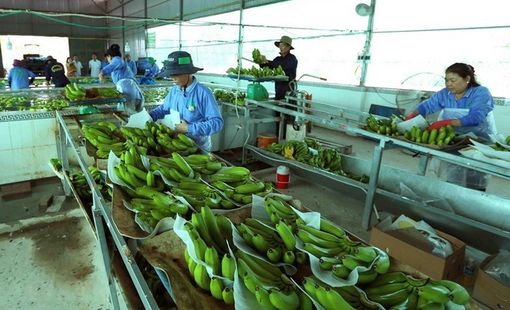 Từ nông sản thô đến sản phẩm tiêu dùng: Bài toán chế biến sau thu hoạch gắn với sức khỏe và môi trường