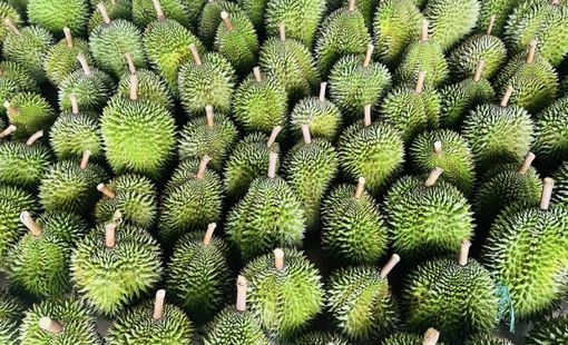 Bảo quản nông sản theo hướng tự nhiên – Giải pháp an toàn cho sức khỏe và môi trường