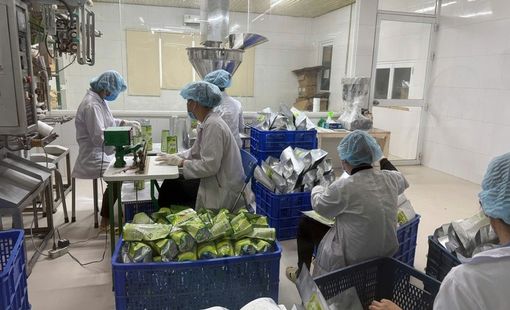 Xuất khẩu nông lâm thủy sản: Nhiều ngành hàng tăng tốc, mở rộng thị phần
