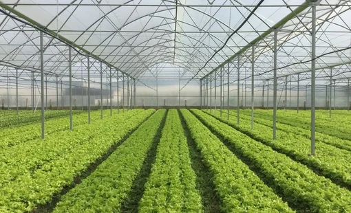 Thiết kế bộ điều khiển tự động và khảo nghiệm ảnh hưởng của tần số dao động đến lực ghim cảm biến độ ẩm vào giá thể,  áp dụng trên mô hình rô bốt trong nhà màng