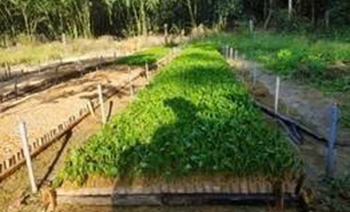 Thiết kế và chế tạo máy đóng bầu ươm cây keo tự động  năng suất 500 bầu/h