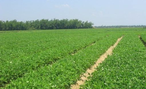 Kết quả khảo nghiệm thiết bị xới đất và làm cỏ cho cây lạc
