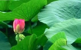 Nghiên cứu thiết kế và chế tạo máy thái lá sen tươi (nelumbo nucifera) làm trà tại thành phố Huế