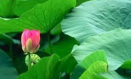 Nghiên cứu thiết kế và chế tạo máy thái lá sen tươi (nelumbo nucifera) làm trà tại thành phố Huế