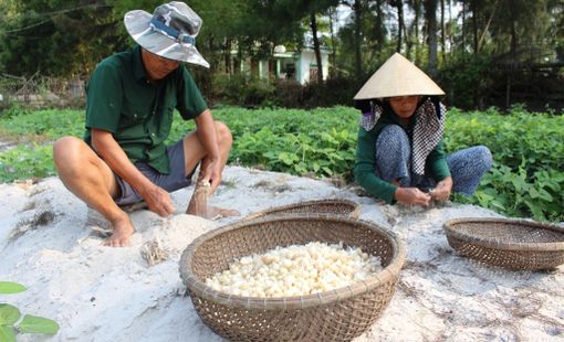 Nghiên cứu đề xuất nguyên lý máy đào củ ném trên đất cát ven biển tại thị xã Phong Điền, thành phố Huế