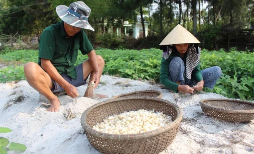 Nghiên cứu đề xuất nguyên lý máy đào củ ném trên đất cát ven biển tại thị xã Phong Điền, thành phố Huế