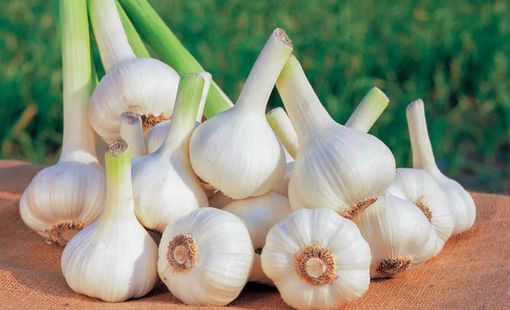 Kết quả nghiên cứu máy thu hoạch tỏi áp dụng cho vùng  Sản xuất tập trung ở Việt Nam
