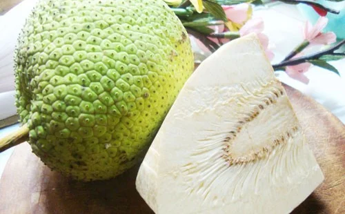 Nghiên cứu thực nghiệm sấy trái Sa Kê thái lát bằng bơm nhiệt kết hợp bức xạ hồng ngoại