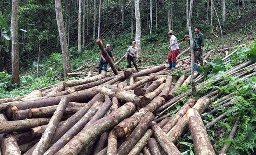 Kết quả nghiên cứu tính toán thiết kế,  chế tạo thiết bị sấy liên tục ván bóc gỗ rừng trồng công suất 10 m3/ngày