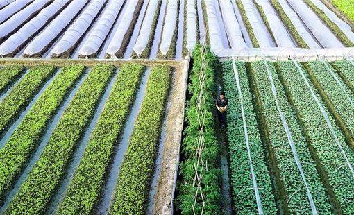 Dấu ấn nông thôn mới trong nhiệm kỳ Đại hội XIII: Nông nghiệp - “trụ đỡ” chiến lược của nền kinh tế