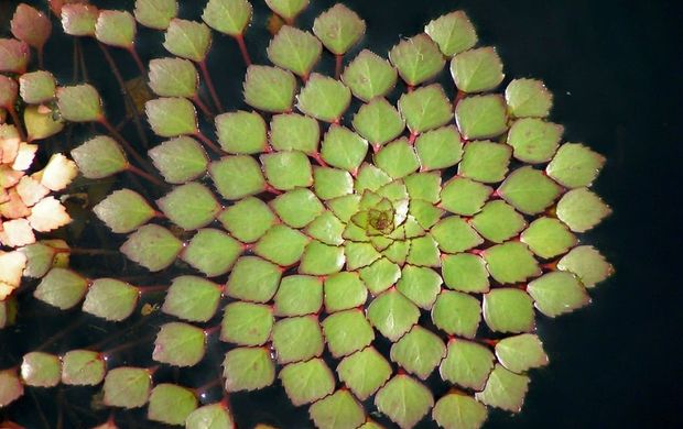 20 loài cây sở hữu hoa văn hình học kỳ ảo, hé lộ “mật mã” thú vị của vũ trụ