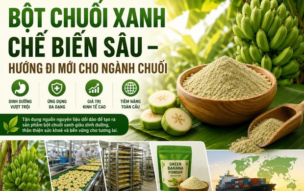 Bột chuối xanh chế biến sâu: Hướng đi mới nâng tầm giá trị ngành chuối Việt