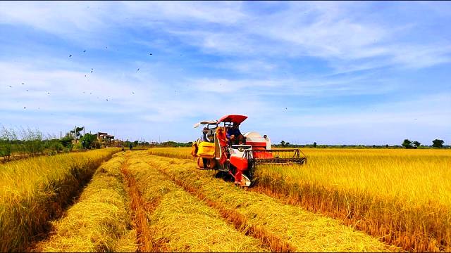 Nông nghiệp trước yêu cầu chuyển từ tăng sản lượng sang nâng giá trị