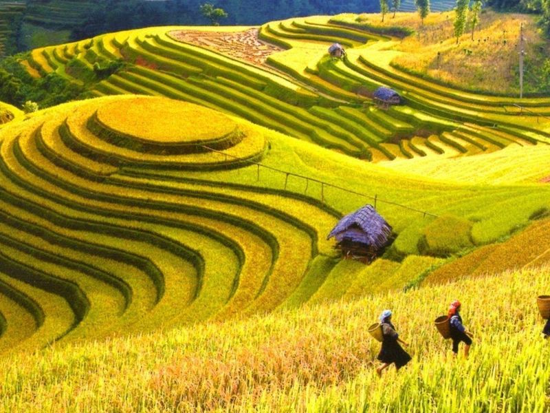 Khoa học công nghệ nâng tầm nông sản Điện Biên: Từ sản xuất truyền thống đến giá trị bền vững