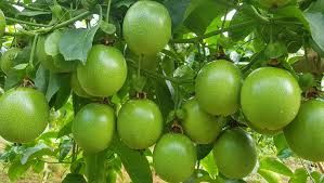 Chanh leo công nghệ cao mở hướng phát triển vùng nguyên liệu xuất khẩu tại Vân Hòa
