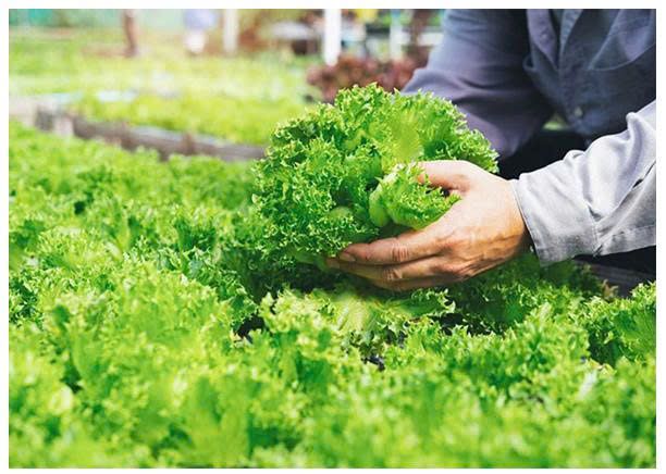 NGHIÊN CỨU  TÍNH TOÁN THIẾT KẾ LỒNG QUAY CỦA  MÔ HÌNH MÁY LY TÂM CHO RAU CẮT TƯƠI  DẠNG MẺ
