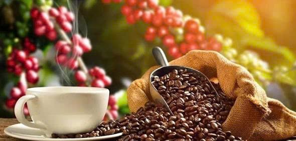 TIỀM NĂNG SỬ DỤNG VỎ QUẢ CÀ PHÊ (CASCARA)  TẠI TỈNH SƠN LA (VIỆT NAM)  ĐỂ CHẾ BIẾN TRÀ VÀ CÀ PHÊ TỪ CASCARA