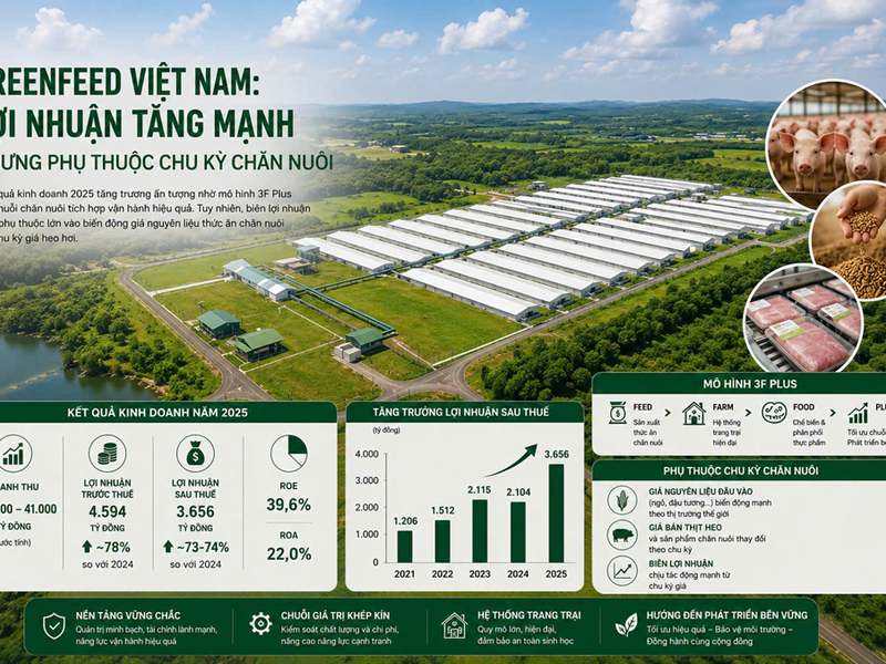 GreenFeed Việt Nam: Lợi nhuận tăng mạnh nhưng phụ thuộc chu kỳ chăn nuôi