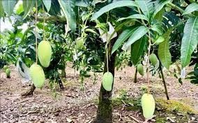MÙA XOÀI CHÍN: TRÁI NGỌT TỪ NHỮNG MIỀN QUÊ ĐANG “THAY DA ĐỔI THỊT”