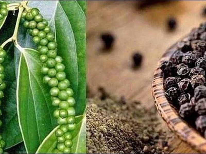 Công ty Cổ phần Hồ Tiêu Việt: Khi gia vị Việt chinh phục thị trường bằng chất lượng và sự minh bạch