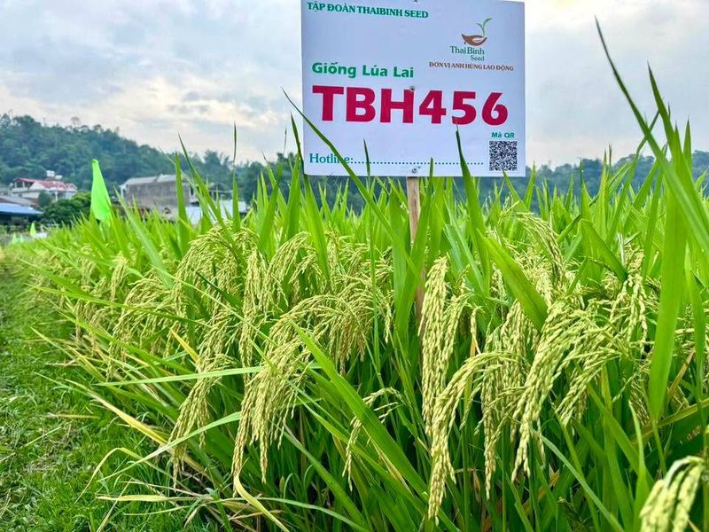 ThaiBinh Seed khẳng định vị thế với bộ đôi lúa lai TBH456 và QL301 đạt năng suất vượt trội