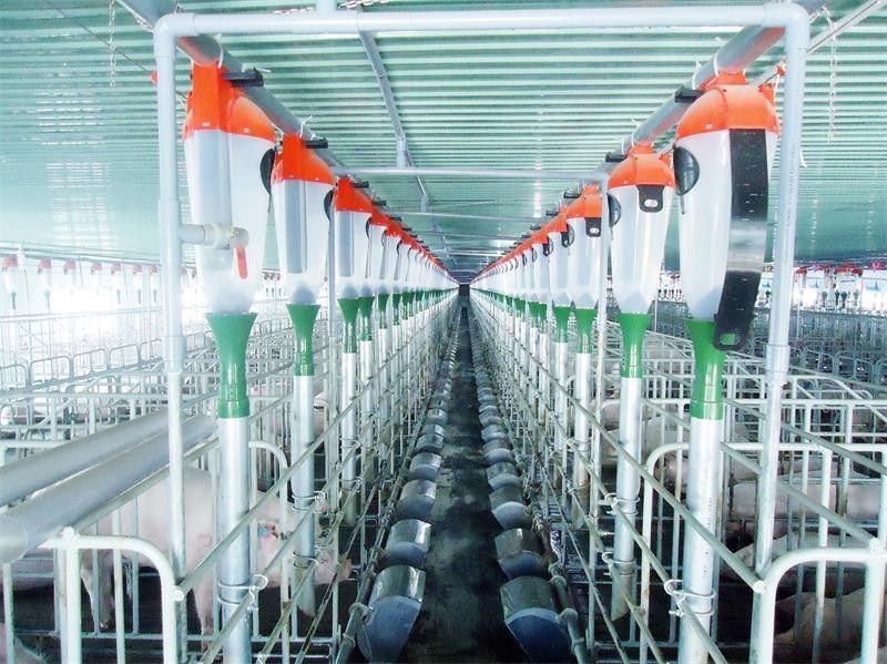 Thức ăn chăn nuôi Việt Nam: Khi chi phí đầu vào chi phối toàn bộ chuỗi giá trị nông nghiệp