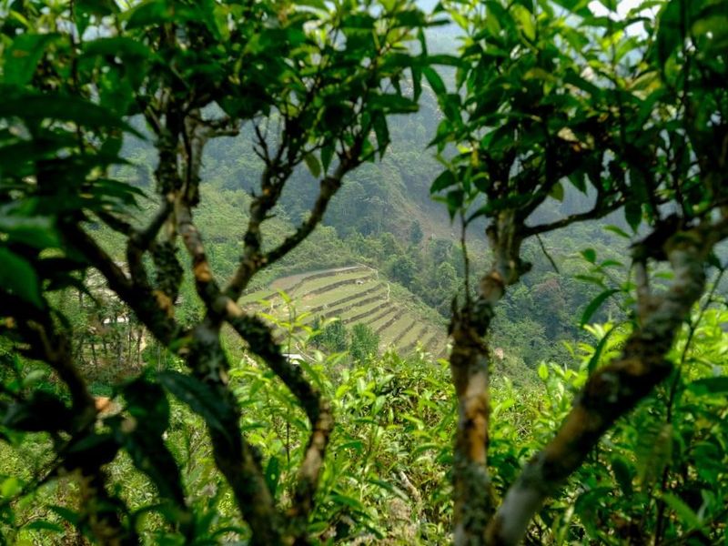 Hà Giang và dấu ấn OCOP 5 sao quốc gia: Từ những búp chè cổ thụ đến thương hiệu trà vươn tầm Việt Nam