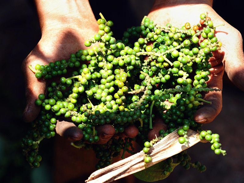 Ngành gia vị Việt Nam bứt phá từ lợi thế bản địa đến khát vọng tỷ USD