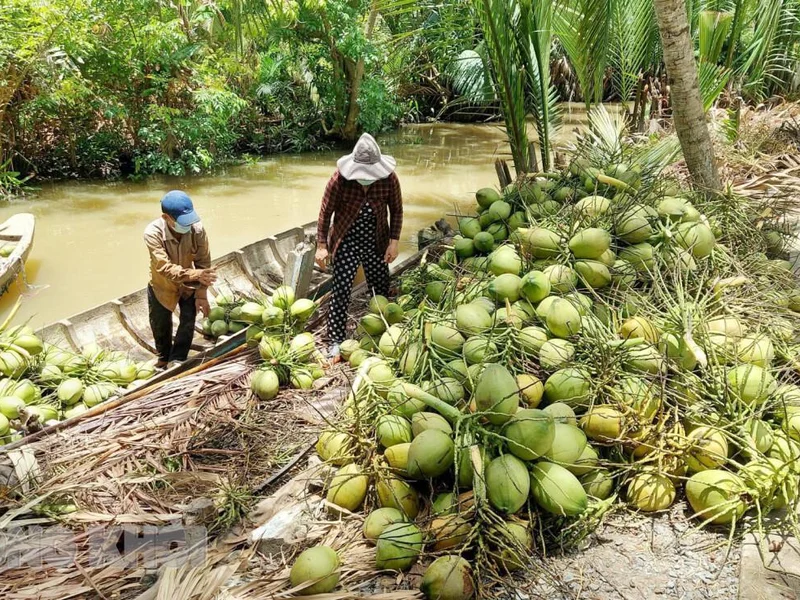 Giá trị gia tăng từ dừa mở rộng không gian phát triển cho công nghiệp nông thôn