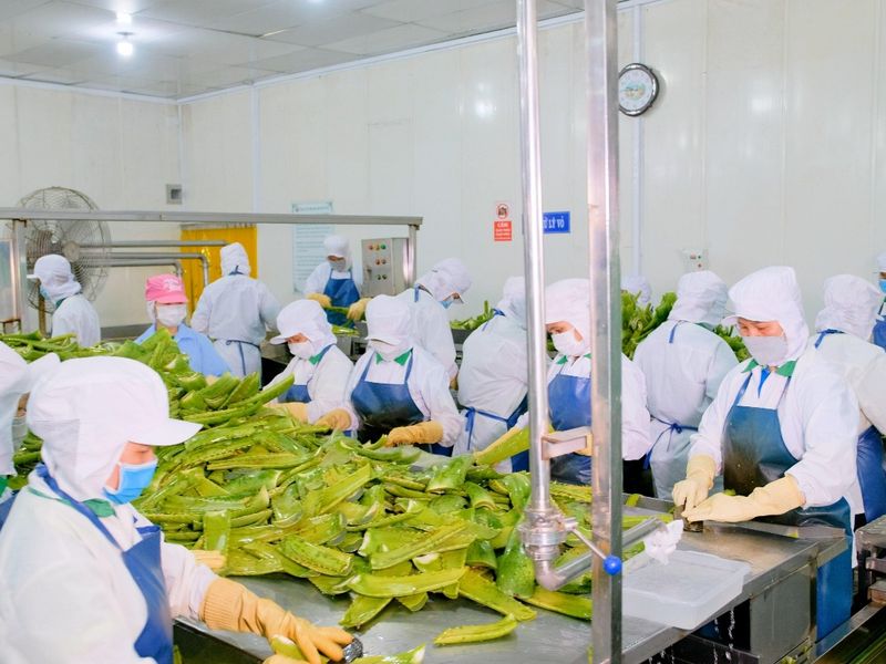 Doanh nghiệp nông thôn tạo động lực nâng tầm nông sản Việt