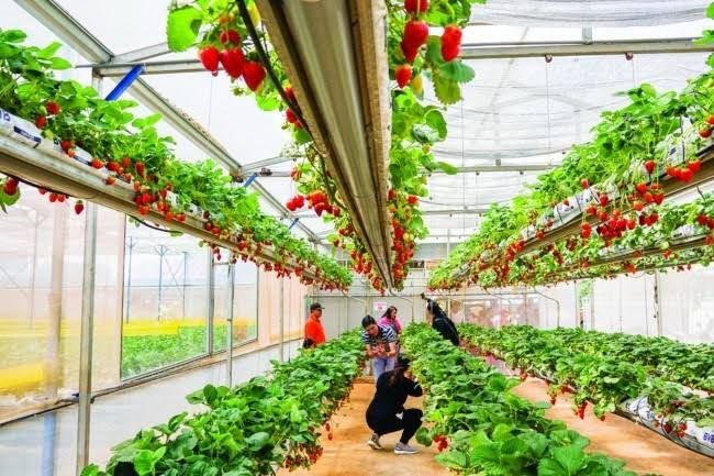 Kinh tế xanh mở hướng phát triển bền vững cho nông nghiệp Thủ đô