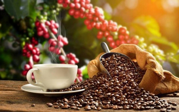 Nông nghiệp tái sinh mở lối phát triển bền vững cho cà phê Việt Nam