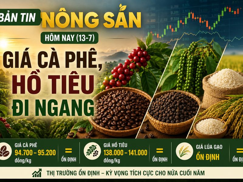 Giá nông sản hôm nay (13-7): Giá cà phê, hồ tiêu chững lại sau nhịp giảm, lúa gạo giữ ổn định