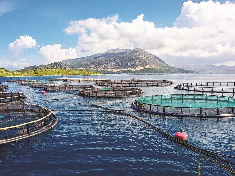 Khánh Hòa: Hướng tới nông nghiệp sinh thái và đặt mục tiêu trở thành trung tâm nuôi biển quốc gia