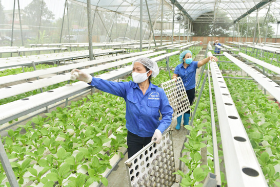 Nông nghiệp Hà Nội: Bứt phá từ những cánh đồng số