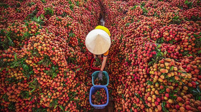 Từ nguyên liệu đến thương hiệu: Vì sao nhiều nông sản Việt vẫn bán giá thấp?