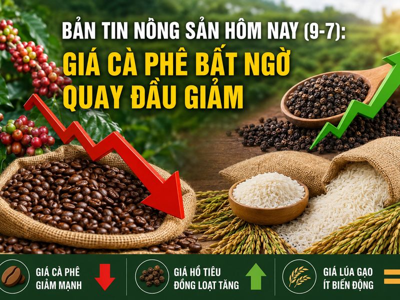 Giá nông sản hôm nay 9/7: Giá cà phê quay đầu giảm mạnh, hồ tiêu đồng loạt tăng