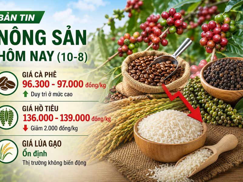 Giá nông sản hôm nay (10-8): Giá cà phê neo cao, hồ tiêu giảm 2.000 đồng/kg