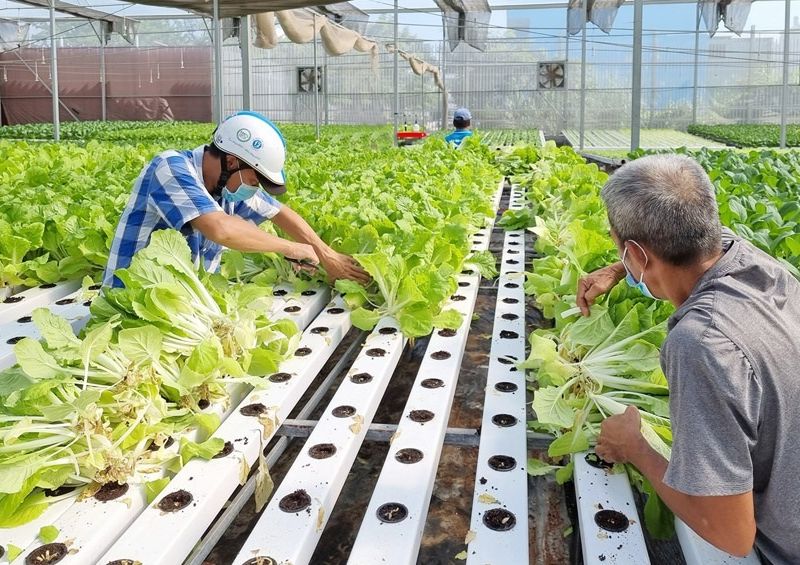Hà Nội nâng giá trị nông sản từ những vùng sản xuất tập trung