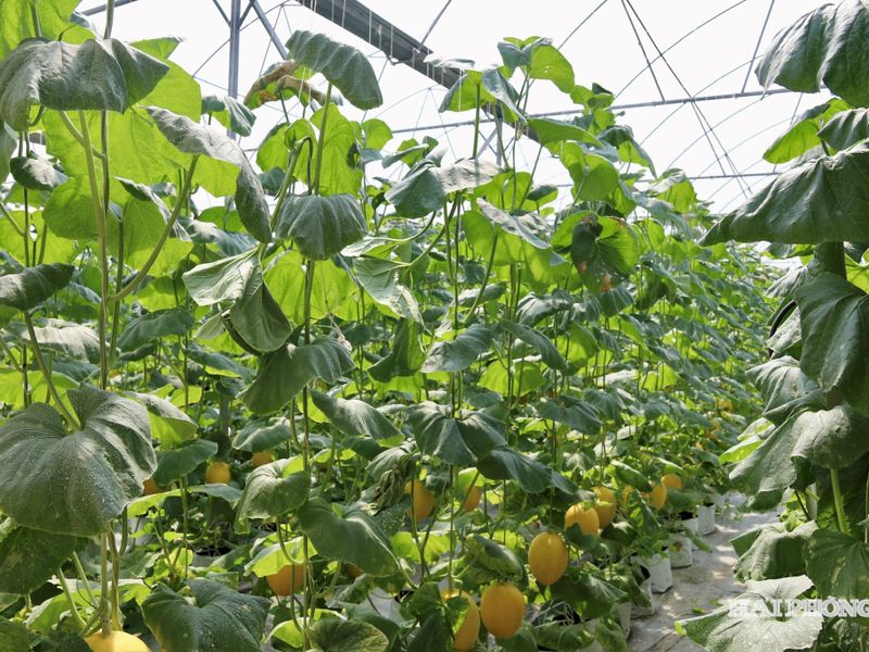 Hải Phòng nhân rộng nông nghiệp công nghệ cao từ những mô hình thực nghiệm