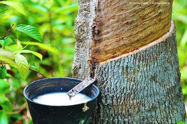 Giá cao su hôm nay 18/8: Nhật Bản, Trung Quốc đồng loạt tăng