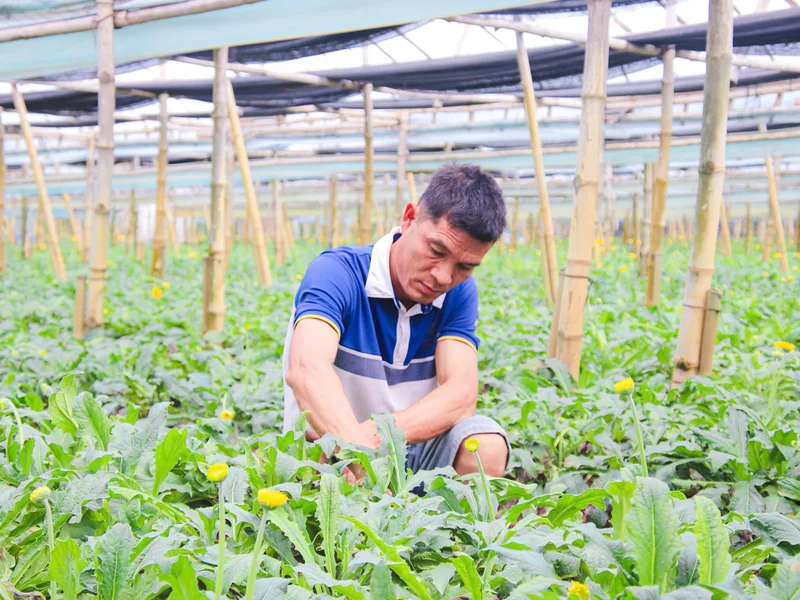 Anh Bùi Văn Khá và hành trình biến đất lúa Bãi Tháp thành "thủ phủ" hoa công nghệ cao
