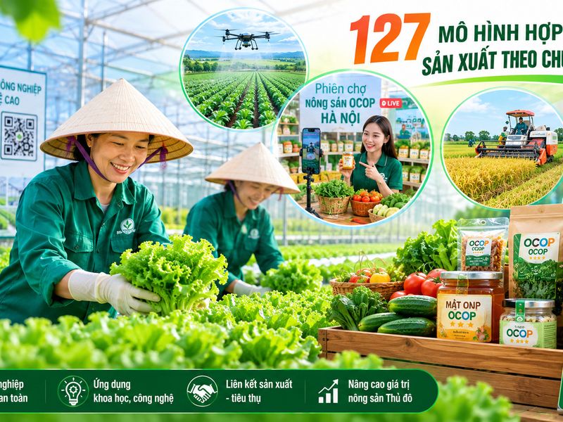 Hà Nội phát triển 127 mô hình hợp tác sản xuất theo chuỗi giá trị