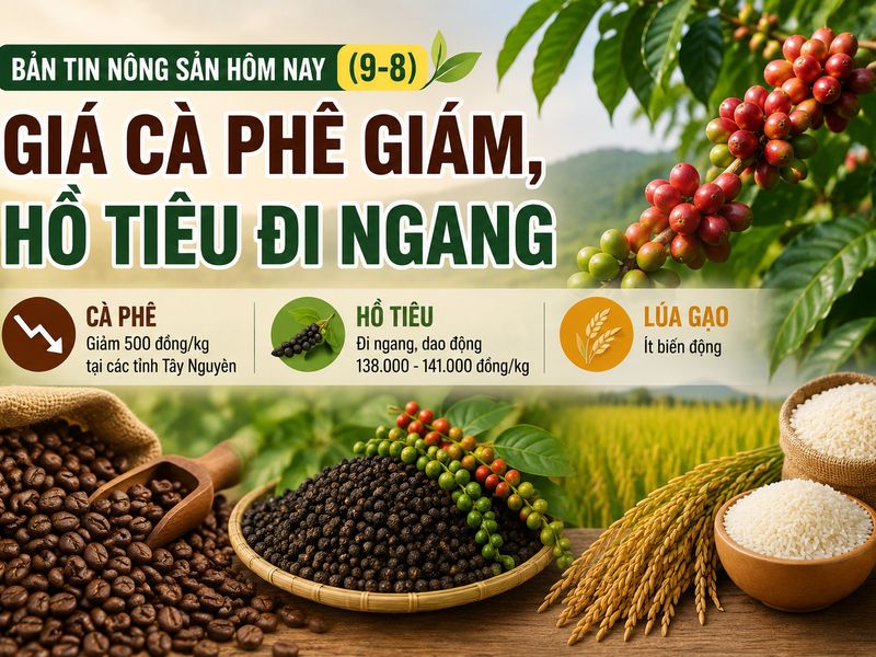 Giá nông sản hôm nay (9-8): Giá cà phê giảm, hồ tiêu đi ngang